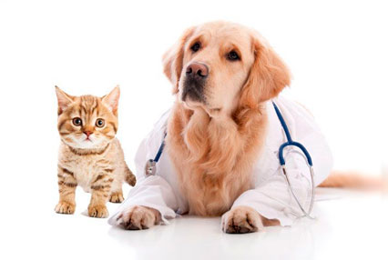 Pet Insurance With No Pre Existing Clause